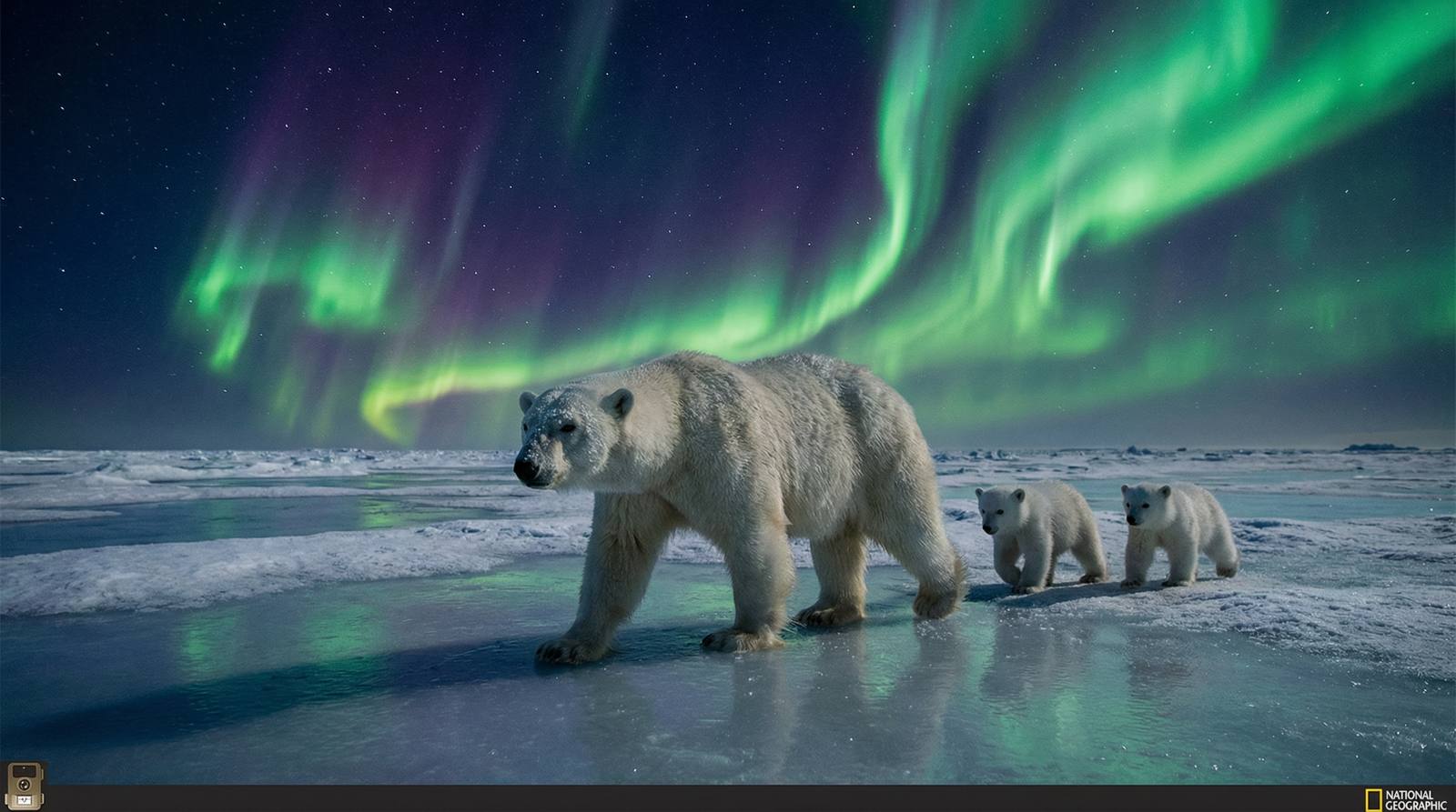 香蕉视频北极熊视频